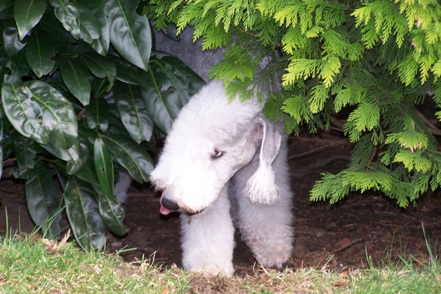 Unsere Hunde 03.02 (25).JPG